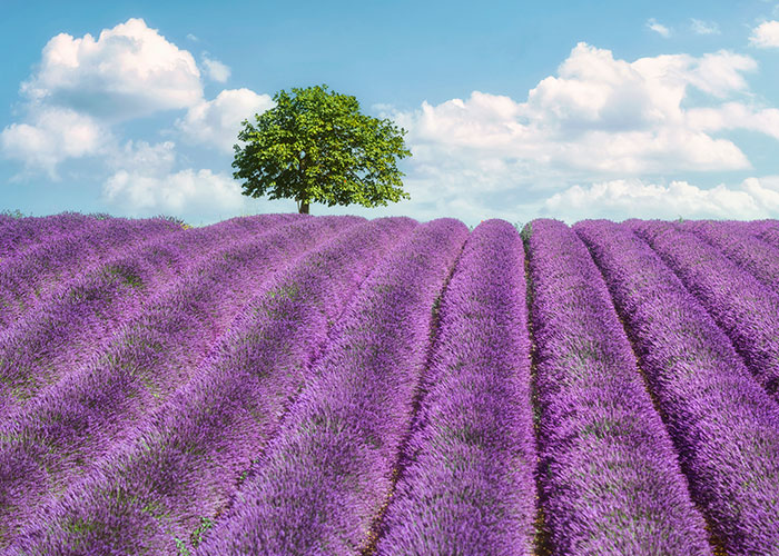 Lavender-Fields-France Lavender Fields France